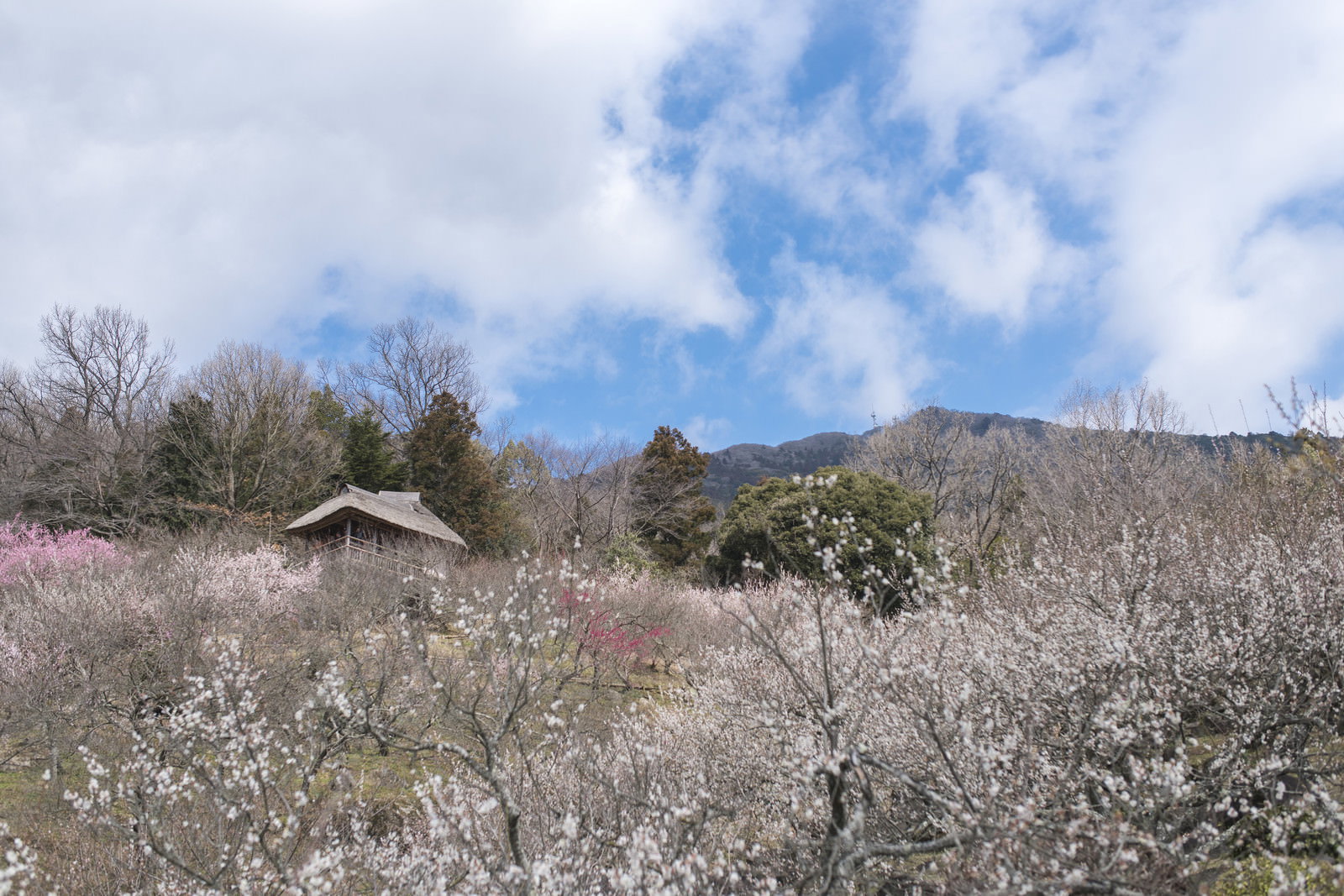 梅林に佇む社の向こうに筑波山が見える春の風景