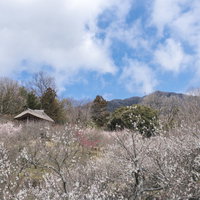 梅林の社越しに見える筑波山の写真