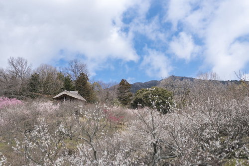 梅林の社越しに見える筑波山