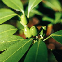 光沢のある緑の葉に付く青木の若い実の写真