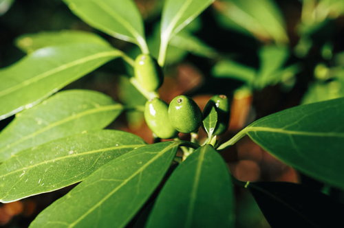 光沢のある緑の葉に付く青木の若い実