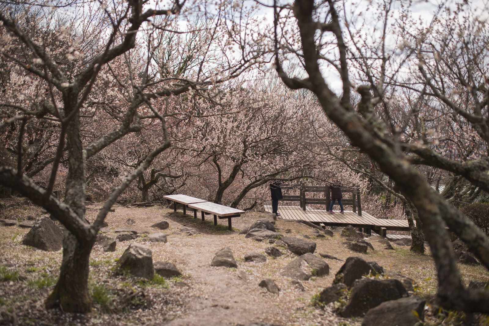 筑波山梅林の木製ベンチと屋根のある休憩所