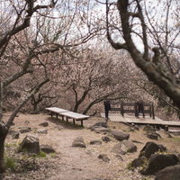 筑波山梅林にある木製ベンチの休憩所と梅の景色の写真
