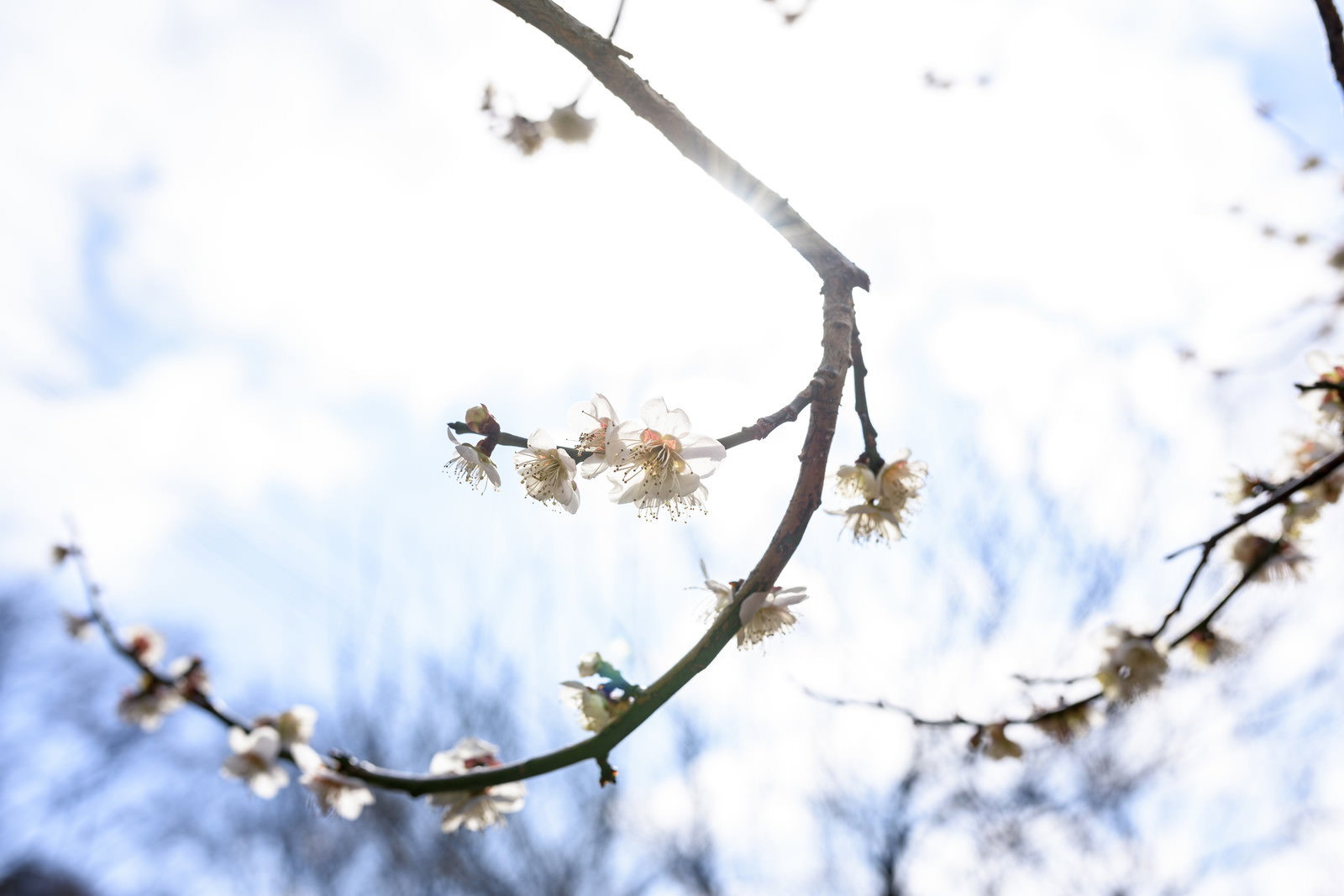 青空を背景に陽光に透けて煌めく白い梅の花
