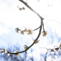 つくば山の青空に陽光で煌めく白い梅の花の写真