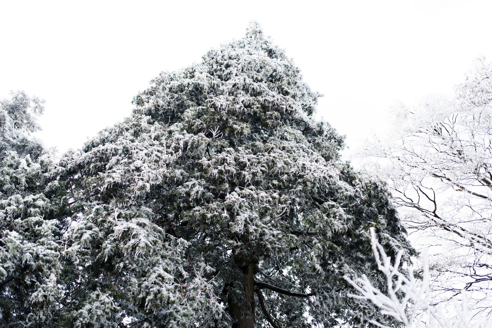 雪に覆われた木々が白く染まった冬の自然風景
