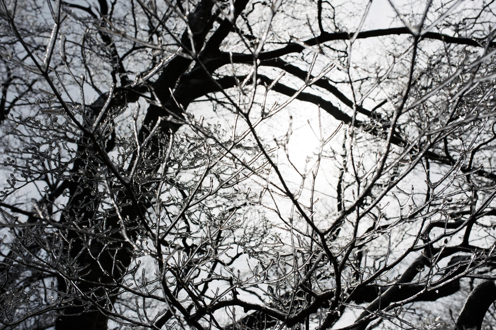 霧氷で白く覆われた筑波山の木々の枝が複雑に絡み合うモノクロ写真