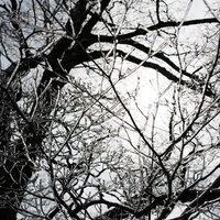 太陽の光が差し込む霧氷の筑=> 山山頂の樹木の写真