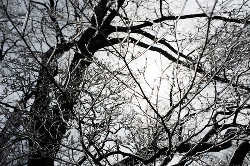 太陽の光が差し込む霧氷の筑=> 山山頂の樹木