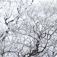 霧氷に覆われた筑波山山頂の枝と樹木の冬景色の写真
