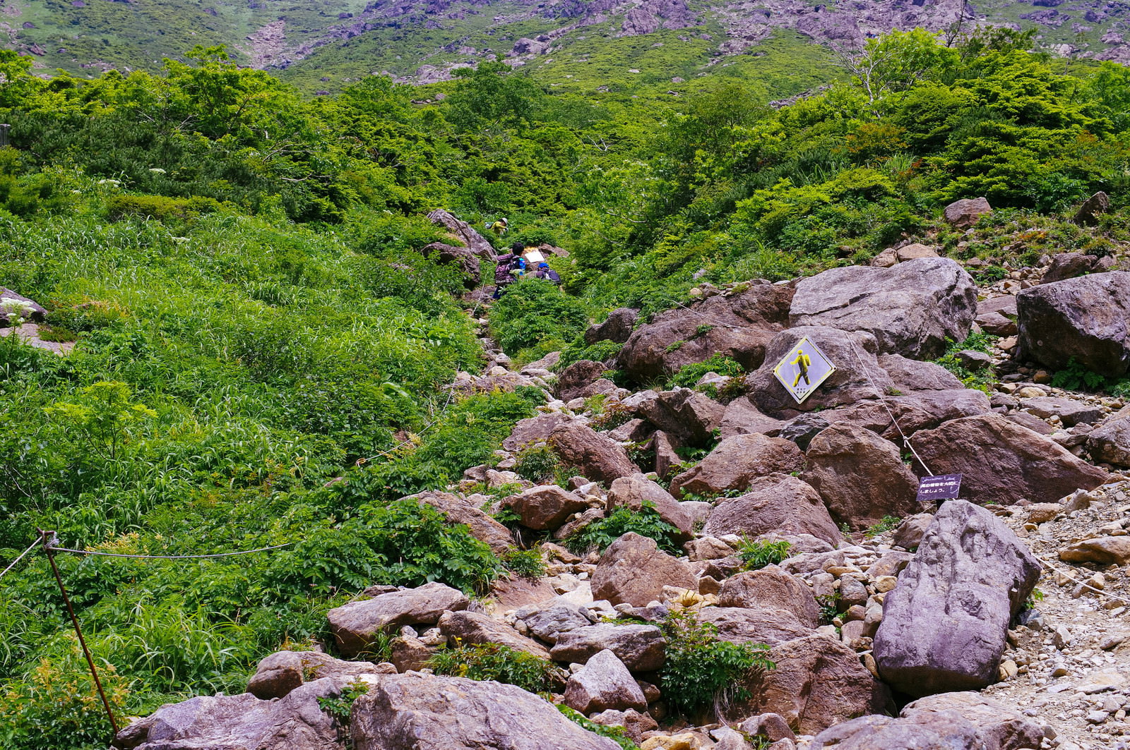 岩肌が露出した川筋沿いに緑の植物が茂る早池峰山の登山道