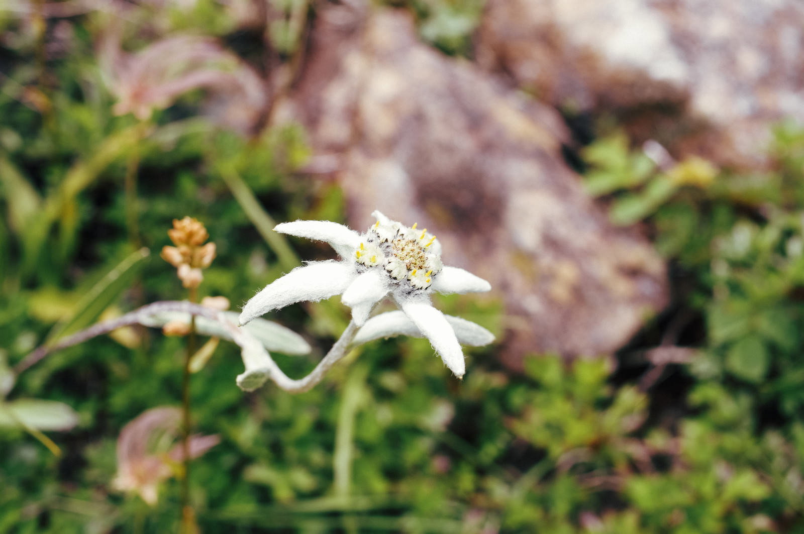 早池峰山の岩場に咲く白いハヤチネウスユキソウの花