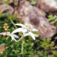 早池峰山にだけ咲く固有種ハヤチネウスユキソウの白い花の写真