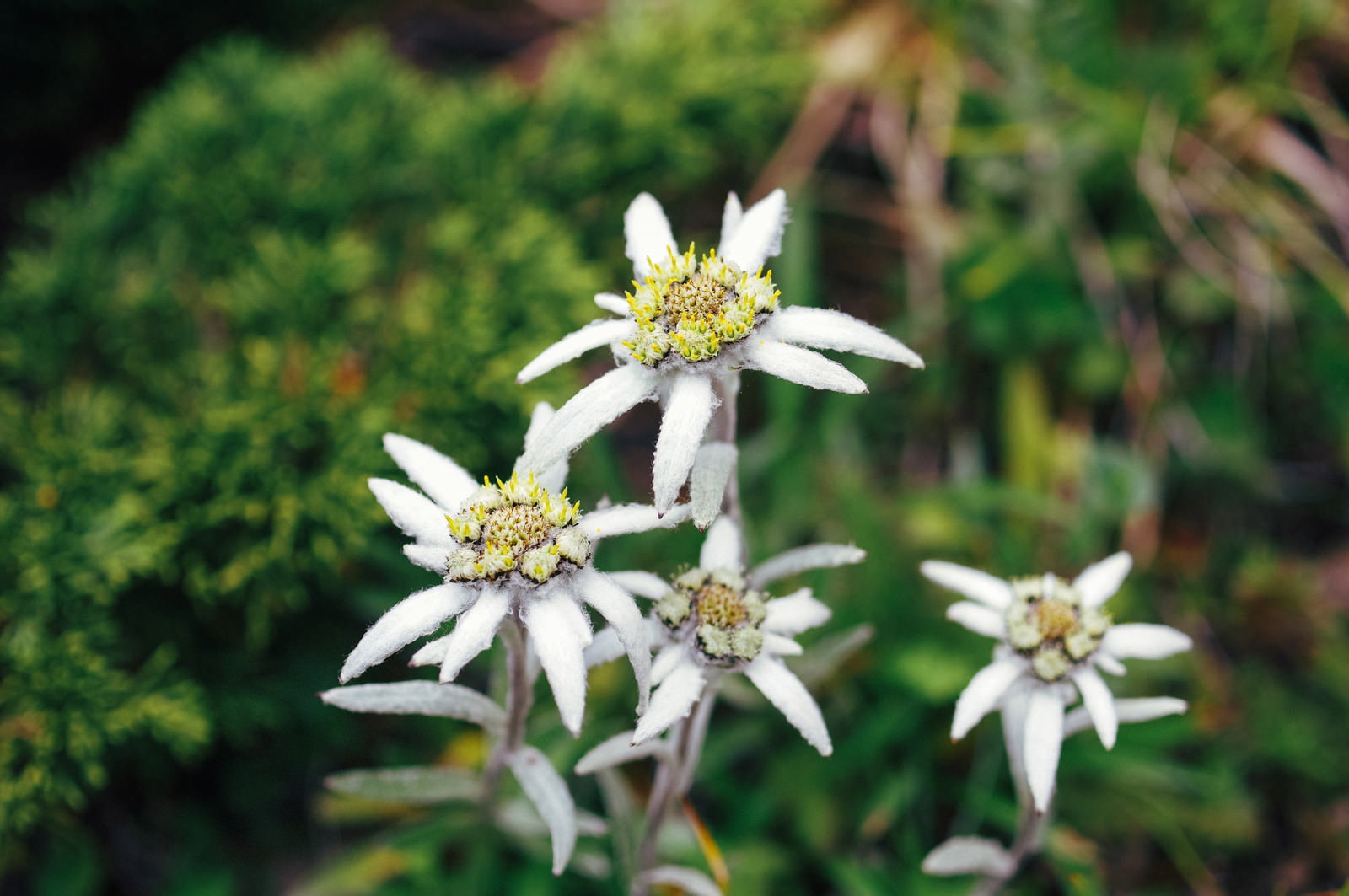 早池峰山の岩場に咲く白いエーデルワイスの花