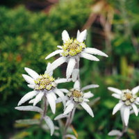 早池峰山の岩場に咲くエーデルワイス、高山植物の白い花の写真