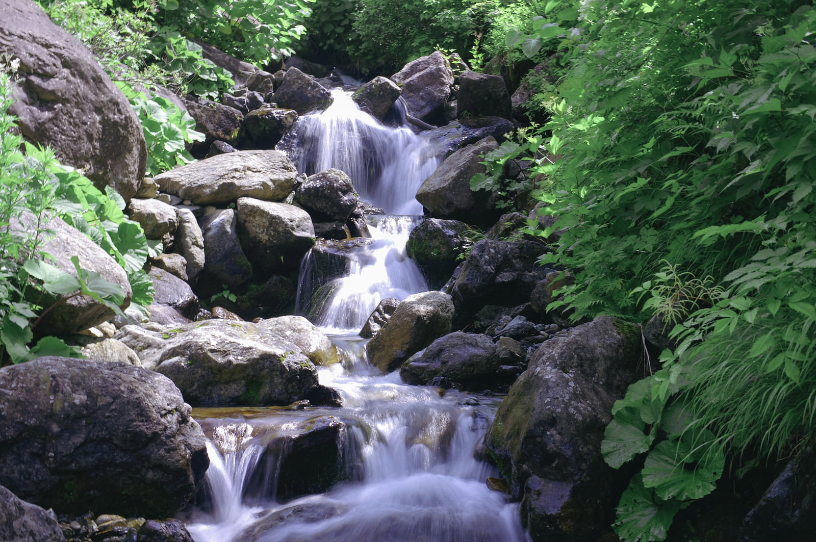 早池峰山の渓流が苔むした岩の間を流れ落ちる様子