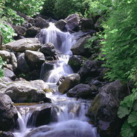 早池峰山の渓流が苔むした岩の間を白く流れ落ちるの写真