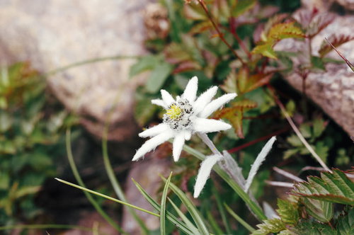 早池峰山の登山道に咲く一輪のハヤチネウスユキソウ