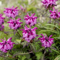 早池峰山に咲く真っ赤な花のミヤマシオガマの写真