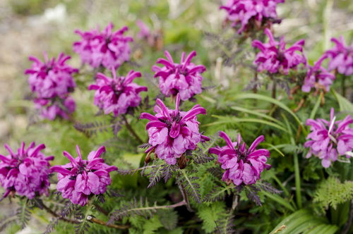 早池峰山に咲く真っ赤な花のミヤマシオガマ