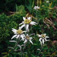 早池峰山に群生するハヤチネウスユキソウの高山植物の写真