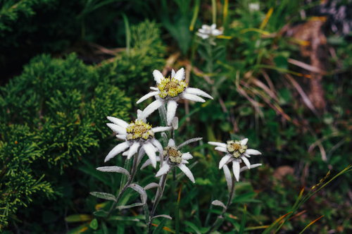 早池峰山に群生するハヤチネウスユキソウの高山植物