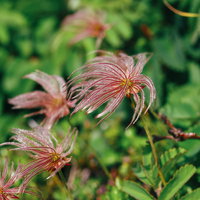 早池峰山で風になびくチングルマの穂が美しく揺れる光景の写真
