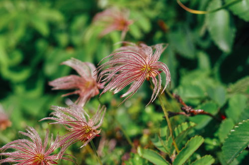 早池峰山で風になびくチングルマの穂が美しく揺れる光景