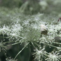 岩手山で見かけたつぼみが残るミヤマシシウドの写真