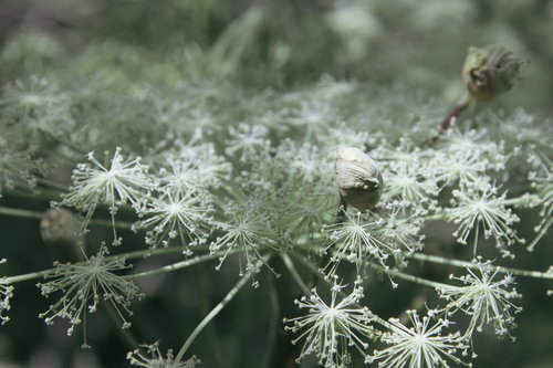 岩手山で見かけたつぼみが残るミヤマシシウド