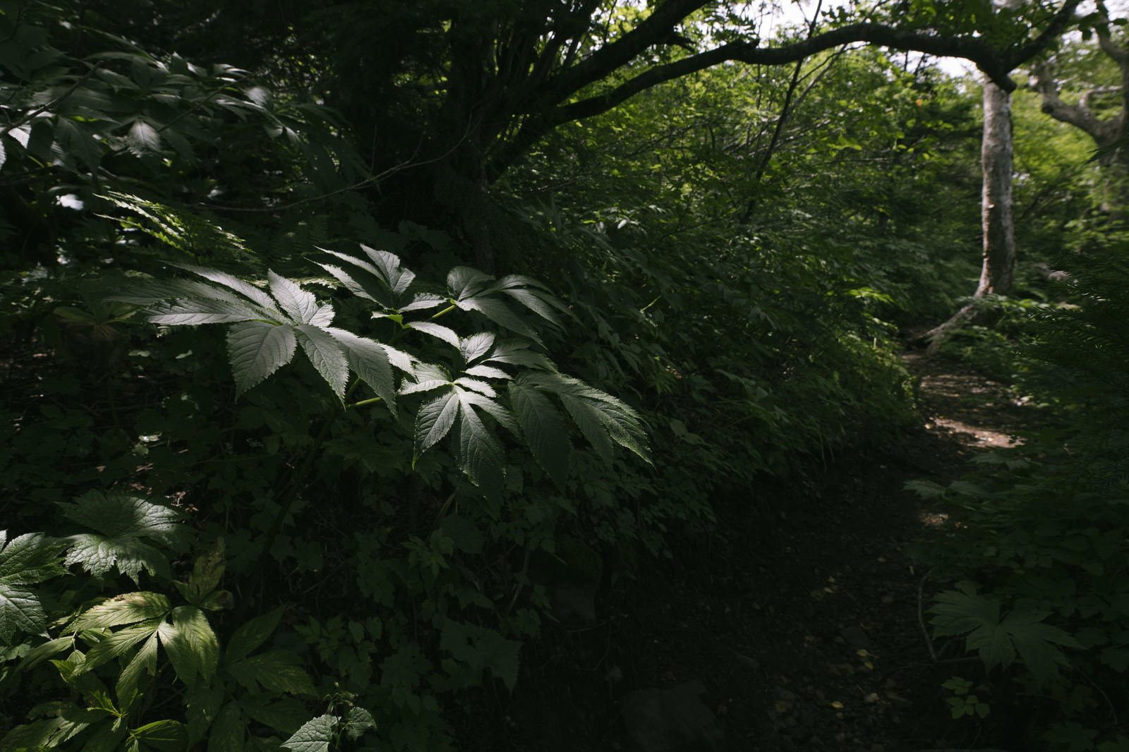 岩手山の登山道で木漏れ日に照らされた緑の草木と森の小径