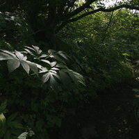 岩手山の登山道で木漏れ日に浮かび上がる草木と森の径の写真