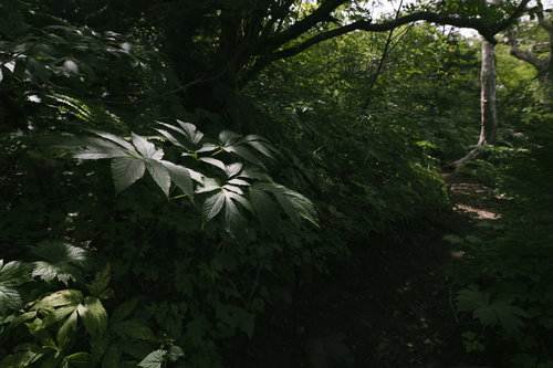 岩手山の登山道で木漏れ日に浮かび上がる草木と森の径