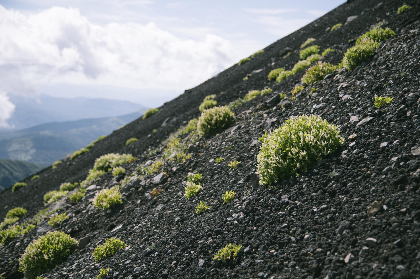 火山性の黒い岩肌の斜面に緑の高山植物が点在する風景