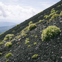 岩手山の火山性大地にへばりつく高山植物たちの写真
