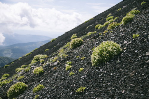 岩手山の火山性大地にへばりつく高山植物たち