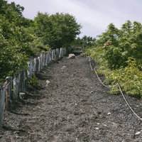 焼け走り岩手山の登山道沿いに広がる新緑の景色の写真