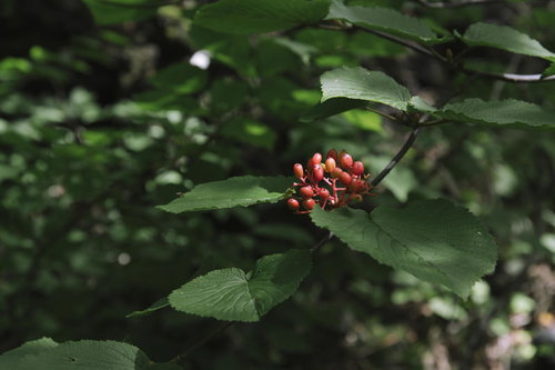 緑の葉に囲まれて房状に実った真っ赤に熟したオオカメノキの実
