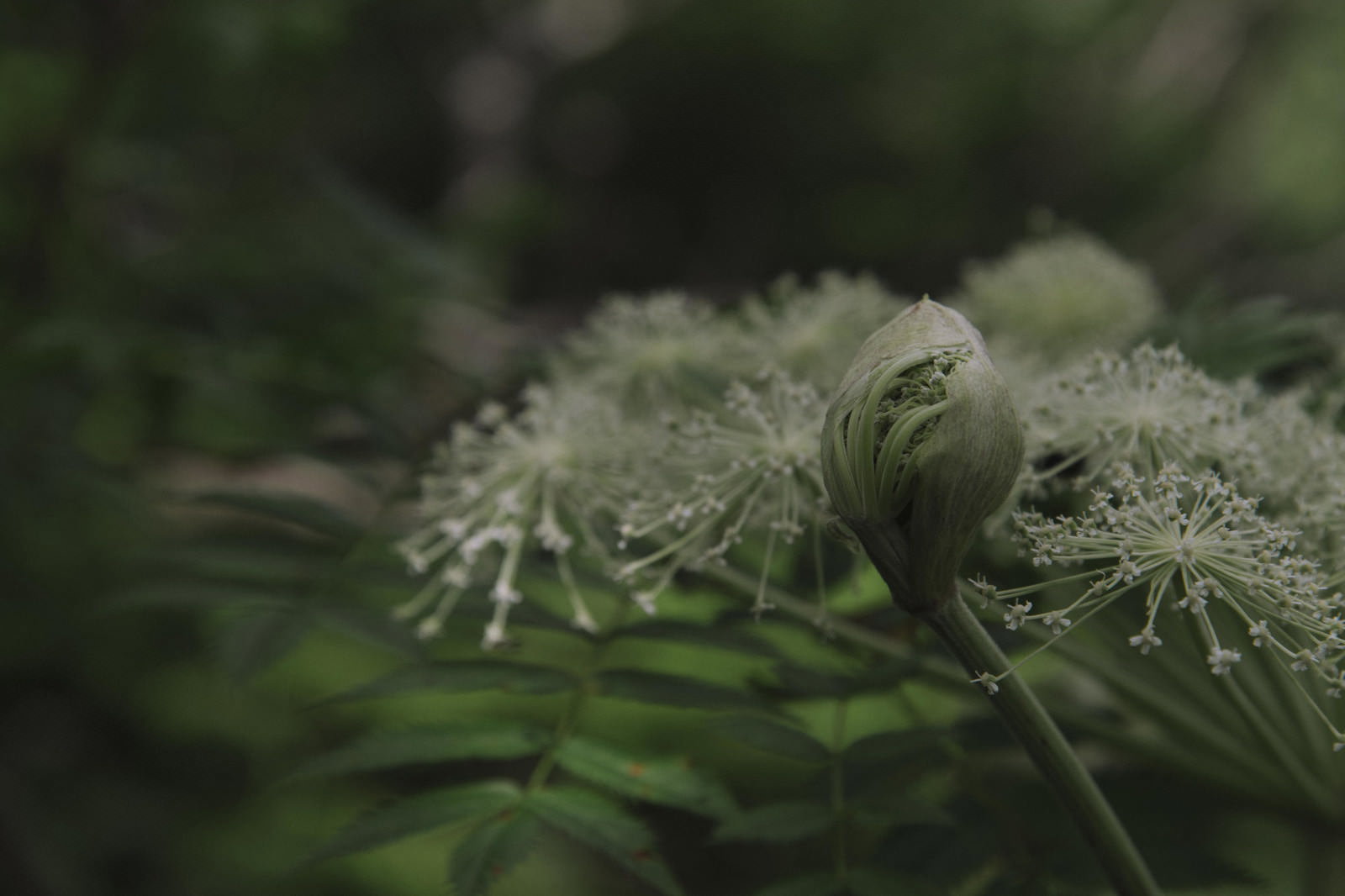 緑の背景に白い球状のミヤマシシウドのつぼみが写っている