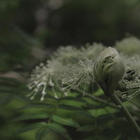 岩手山の高山植物、開きかけたミヤマシシウドの蕾の写真