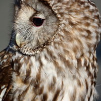 目を閉じた茶色と白のフクロウの横顔の写真