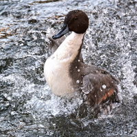 水面で羽ばたいて水しぶきを上げるカモの写真