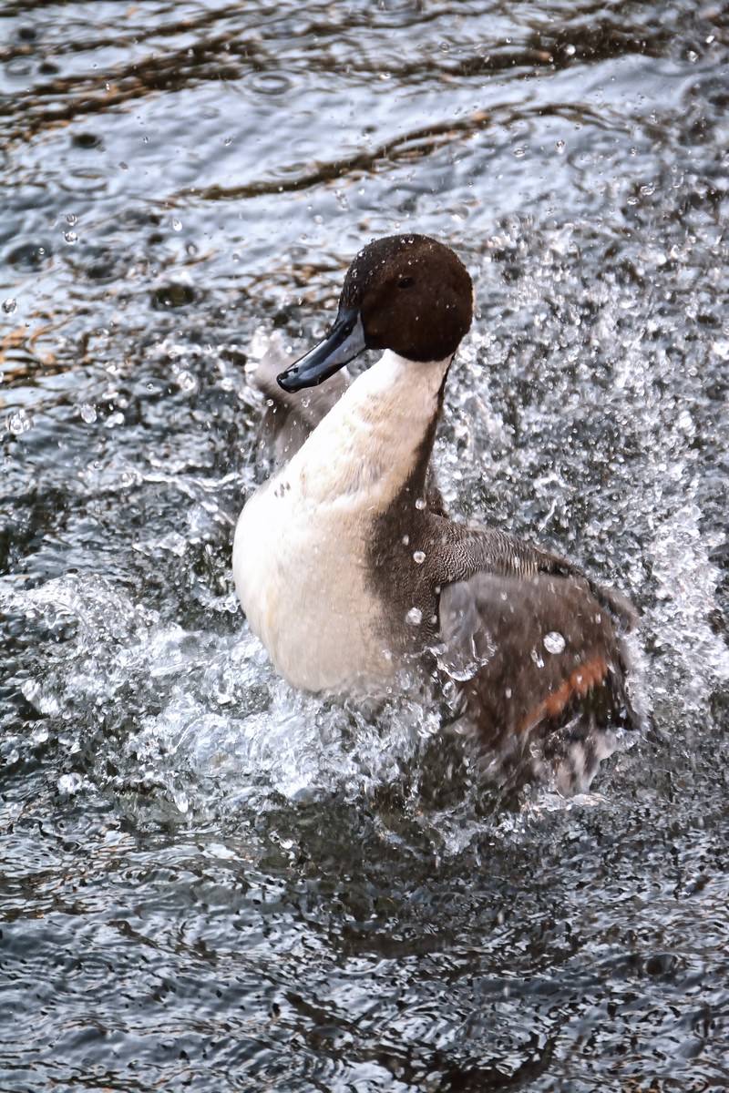水の中で羽を広げ、白い水しぶきをあげるカルガモ