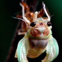 夏の木で羽化しているセミの姿の写真