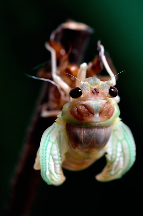 【孵化注意】正面から撮影した脱皮中のセミの接写