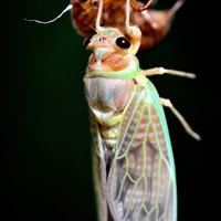 抜け殻から出てきた生まれたてのセミの写真