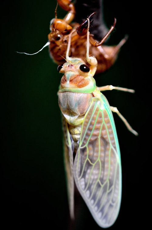 【孵化注意】抜け殻から出てきた生まれたてのセミ