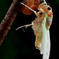 羽化したばかりのセミと抜け殻の写真