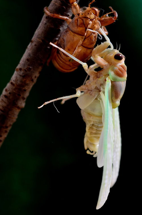 【孵化注意】羽化したばかりのセミと抜け殻