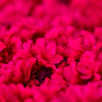 隙間なくひしめき合って花が密集するツツジの群生の写真